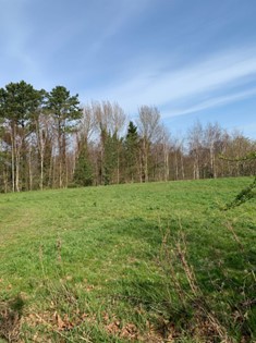 Wide grass area with trees in the distance